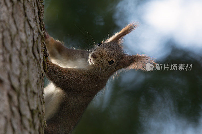 好奇的欧亚红松鼠(Sciurus vulgaris)